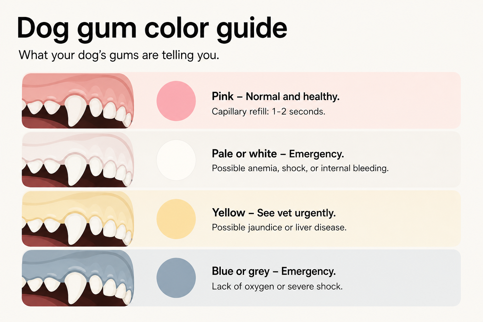 Dog gum color guide - what each color means for your dog's health