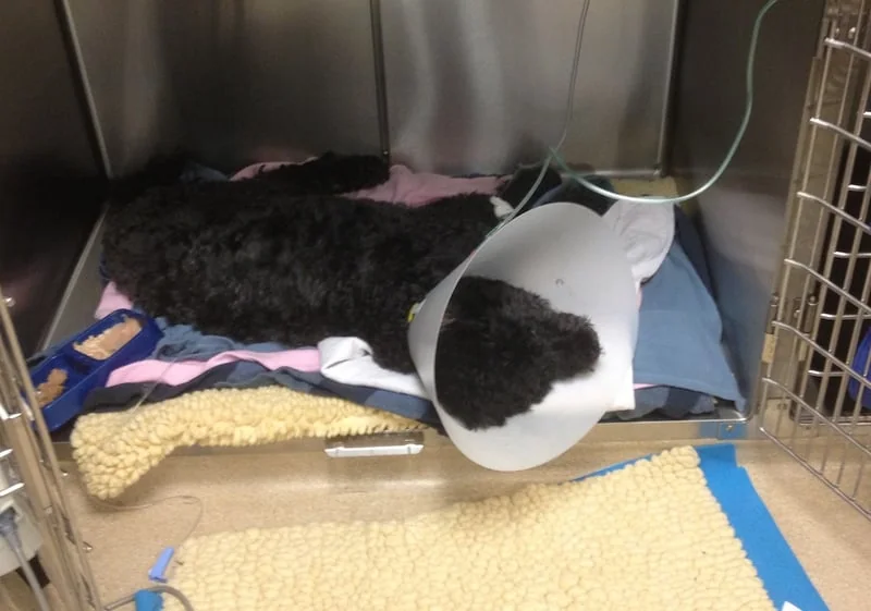 Dog recovering in veterinary ICU with a cone and monitoring equipment