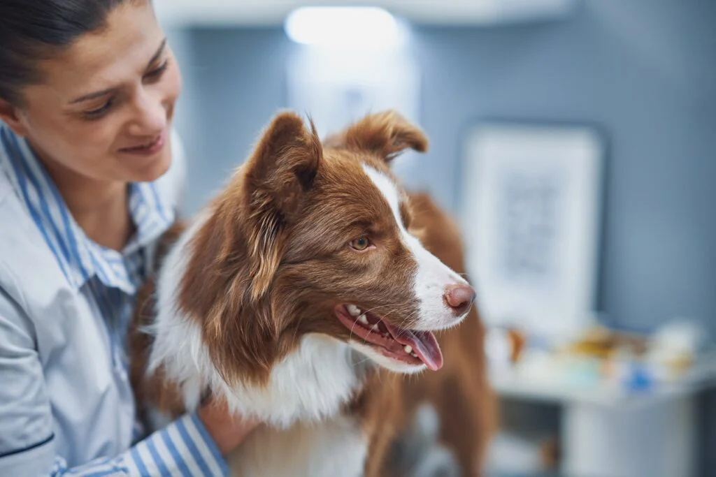 A border collie being examined by a veterinarian at a checkup