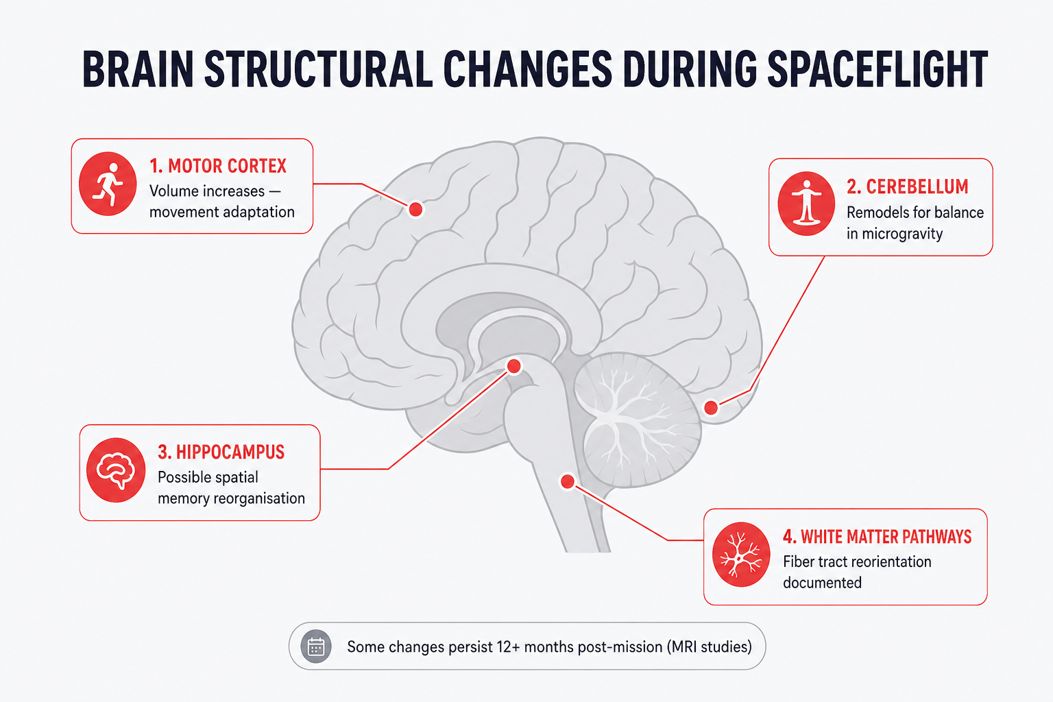 Timeline showing the three stages of cognitive adaptation in space: week 1 challenges, week 3-4 improvement, and months 2-6 stabilisation, as taken from [NASA Human Research Program](https://www.nasa.gov/humans-in-space/human-research/)